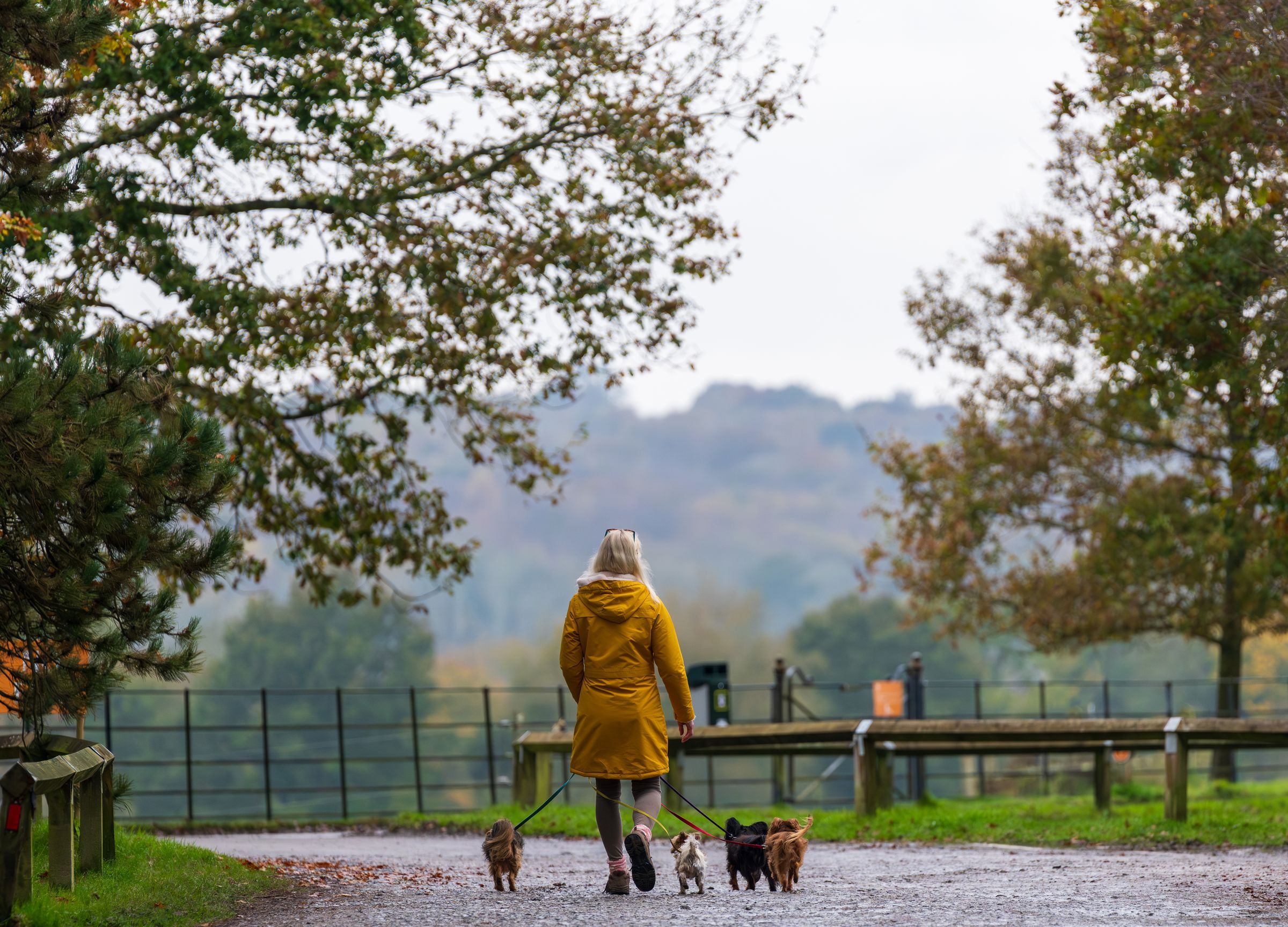Someone walking their dogs through an English park in autumn