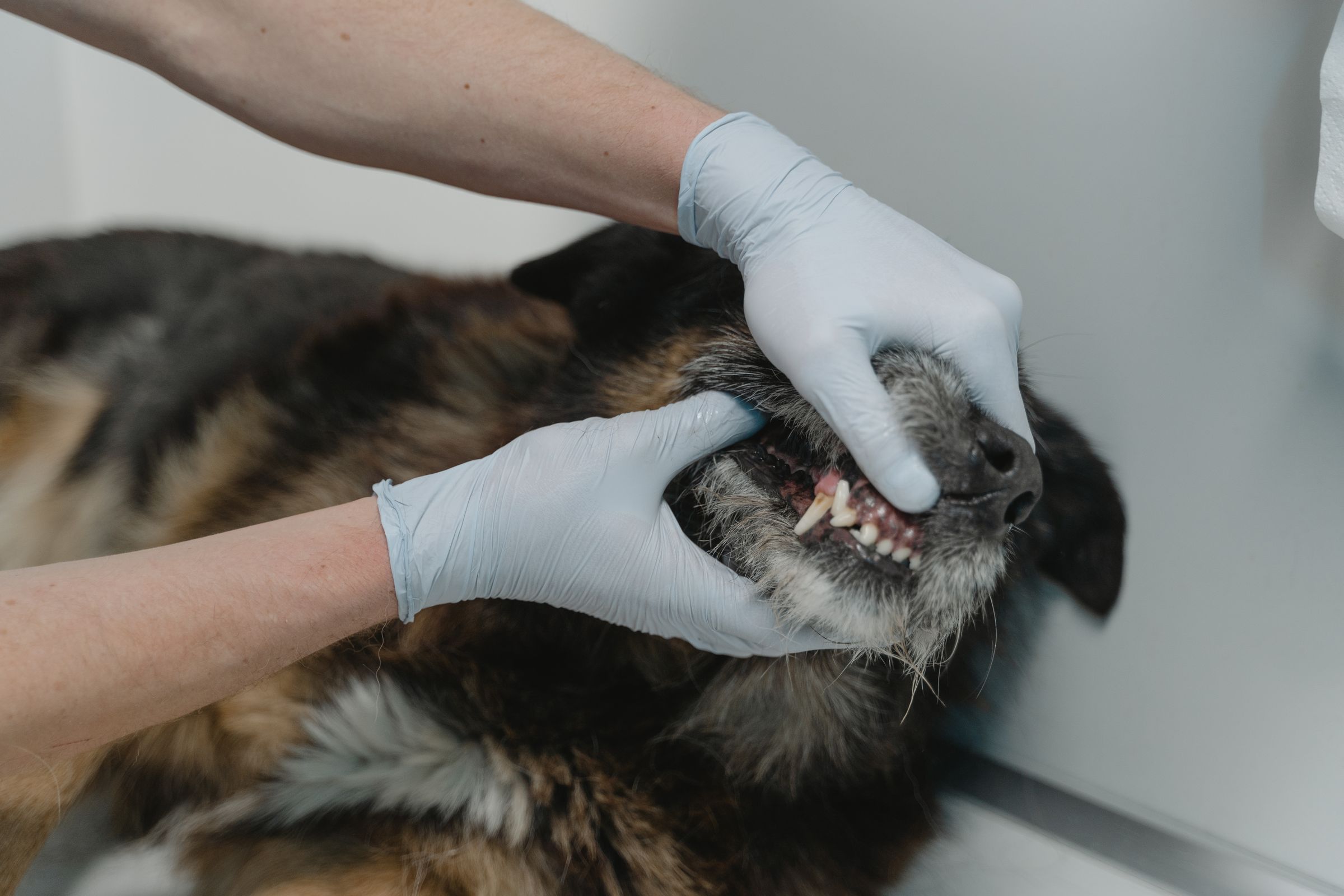 Gloved hands lifting a dog’s lip to check its teeth