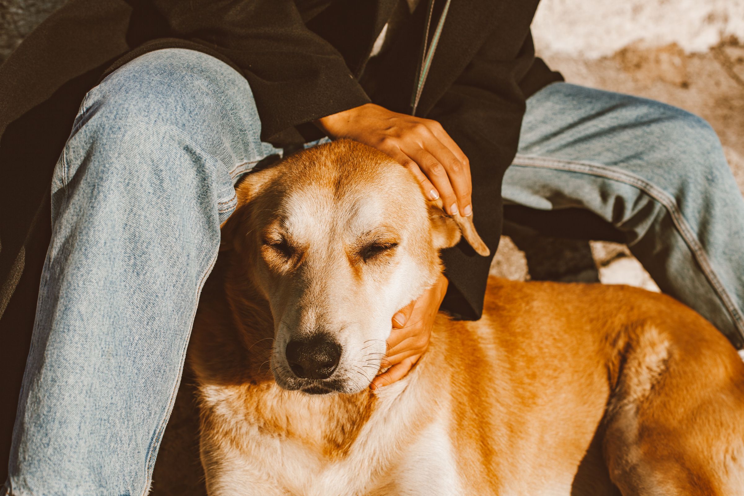 A contented golden dog with its eyes closed, resting against its owner’s hand