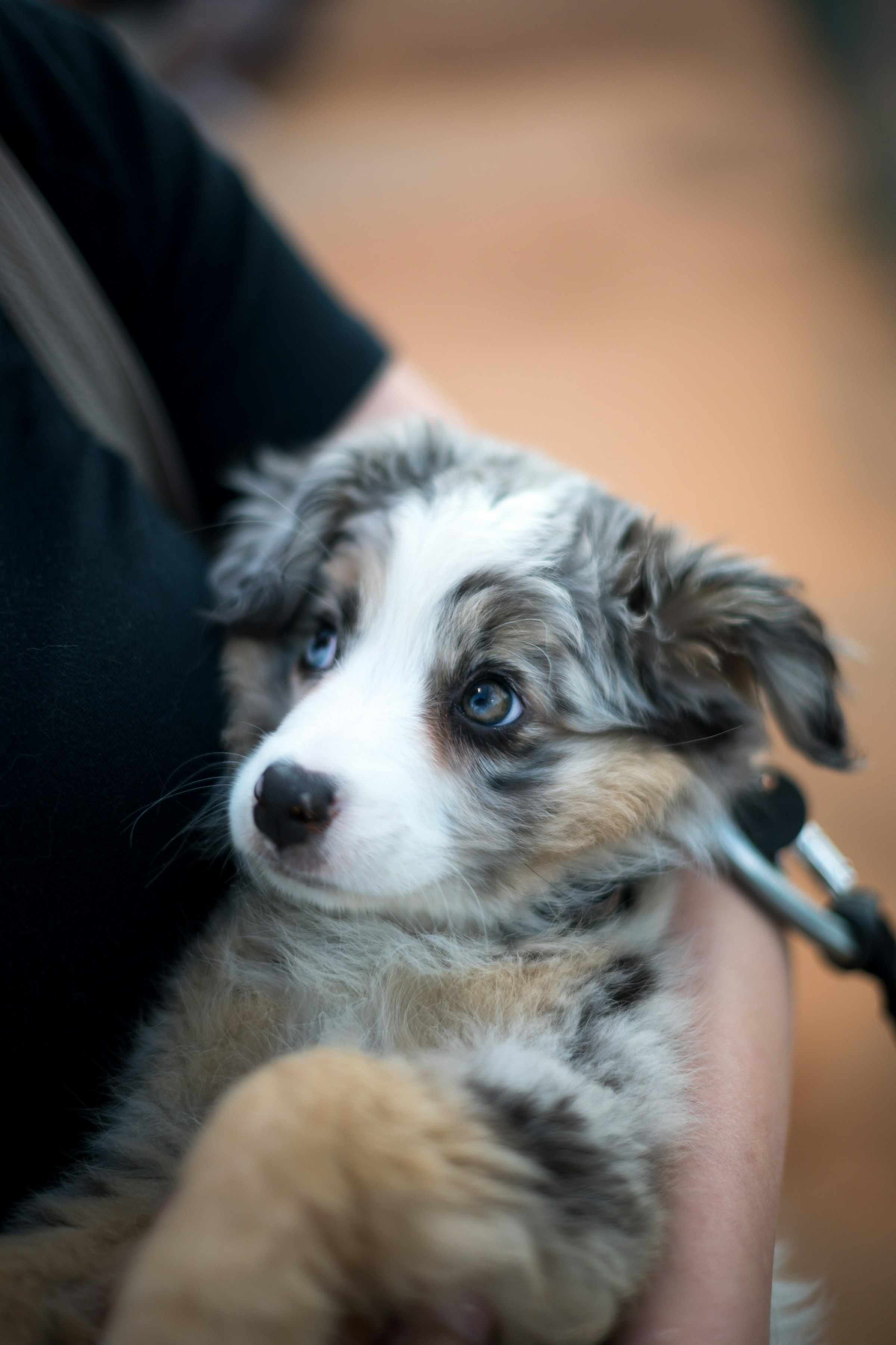 A merle puppy being held for a check-up, with a stethoscope nearby