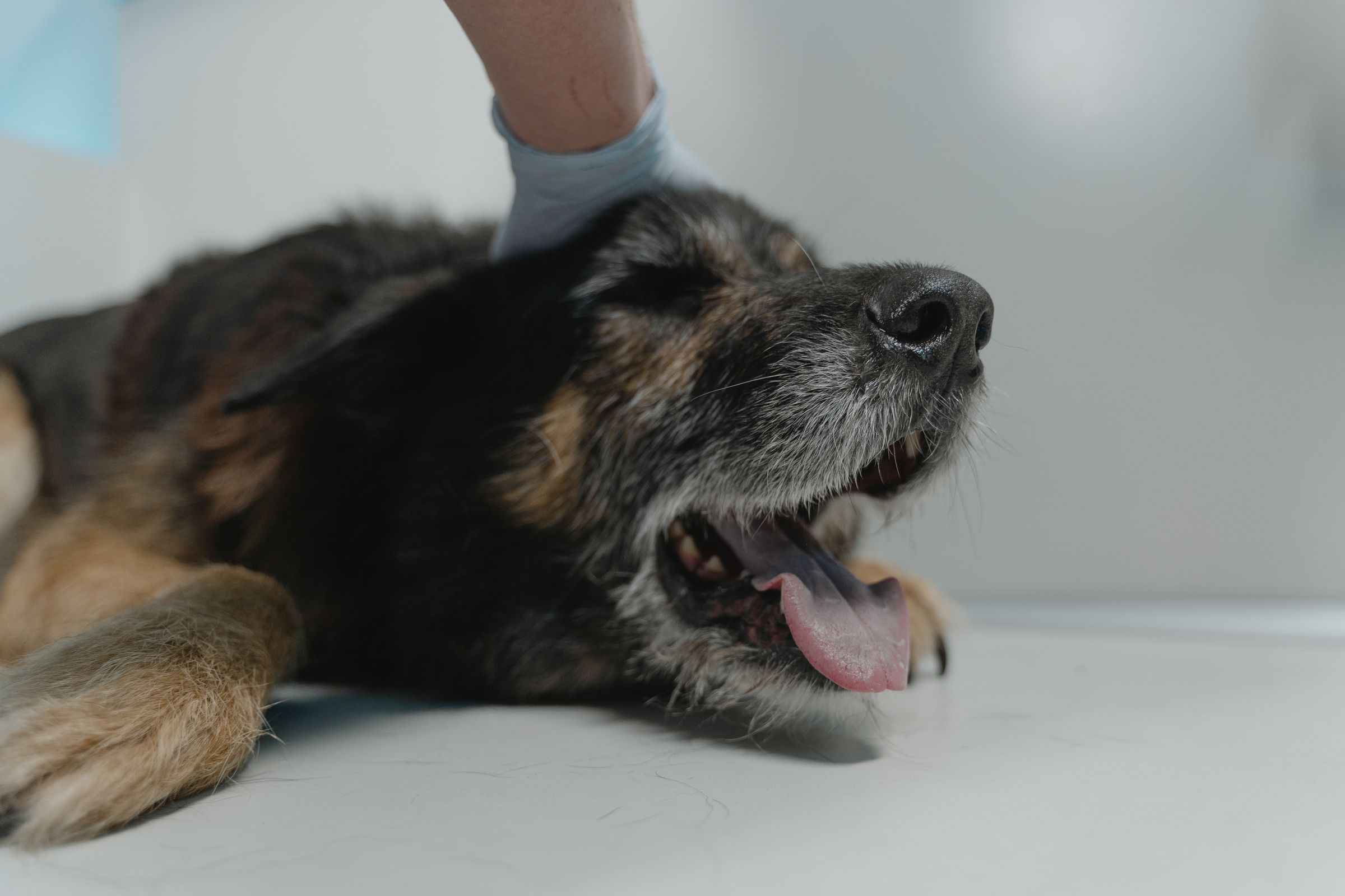 A gloved hand resting gently on an older dog lying on a clinic table