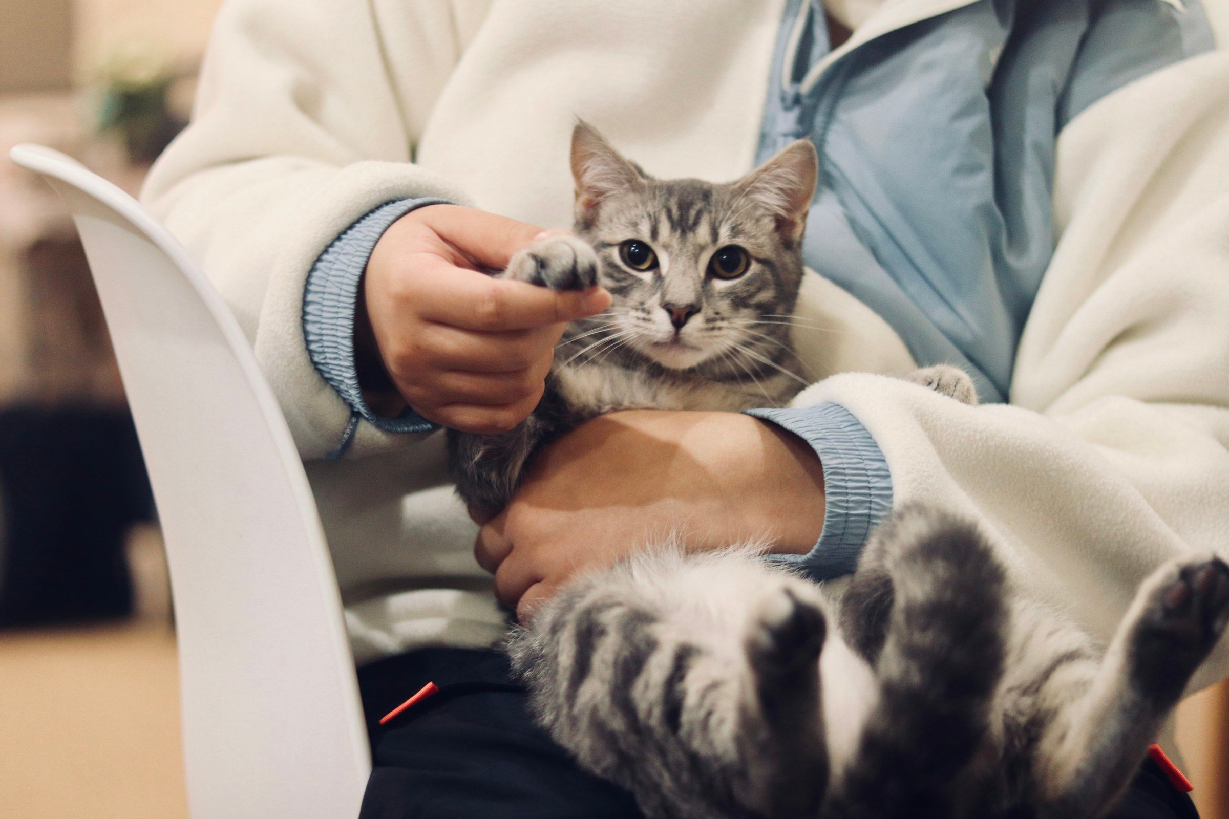 A tabby cat cradled on someone’s lap