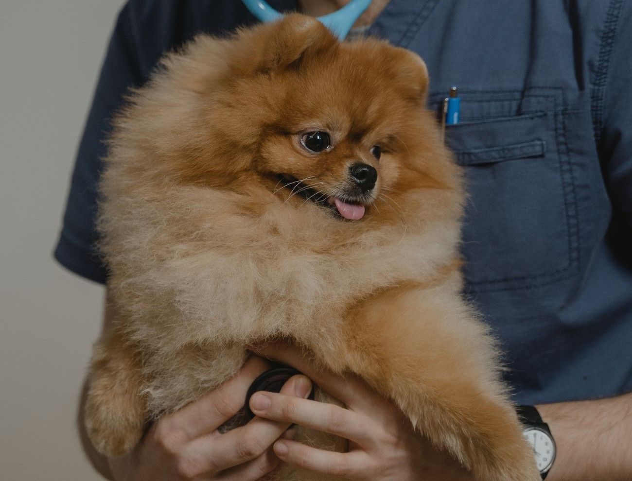 A vet in scrubs gently cradling a small fluffy dog, stethoscope in hand